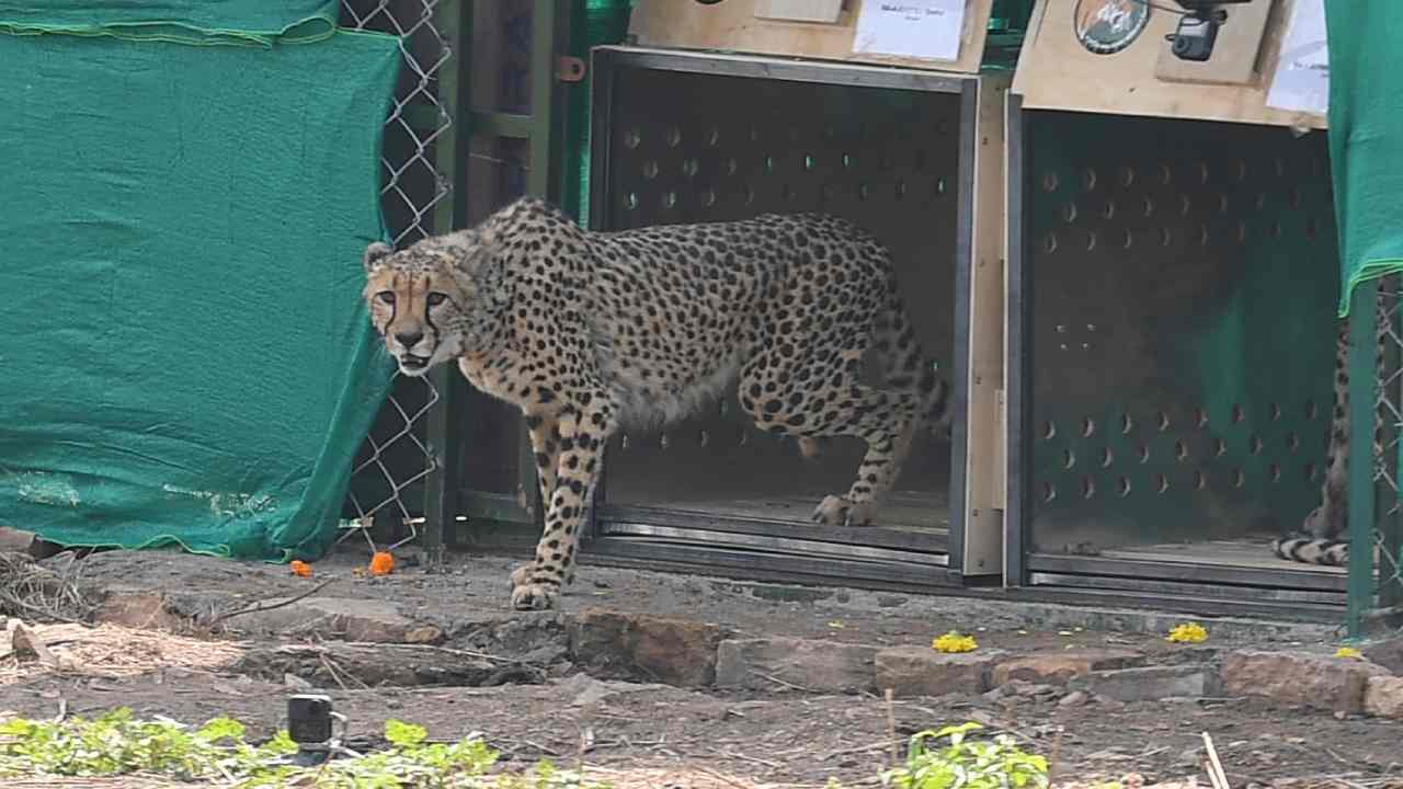 Cheetahs Releases In Kuno Park: కునో నేషనల్ పార్క్లోనే చీతాలను ఎందుకు ఉంచారు.. అక్కడ ఉండే ప్రత్యేకతలు ఏమిటి? Cheetahs Releases In Kuno Park: కునో నేషనల్ పార్క్లోనే చీతాలను ఎందుకు ఉంచారు.. అక్కడ ఉండే ప్రత్యేకతలు ఏమిటి?