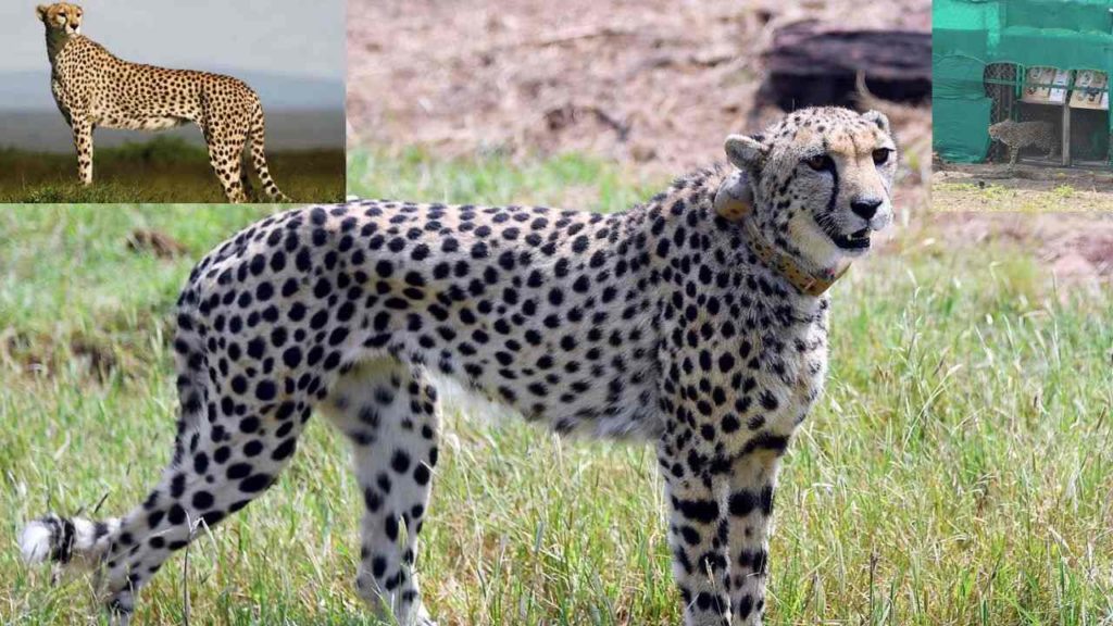 Cheetahs again in India