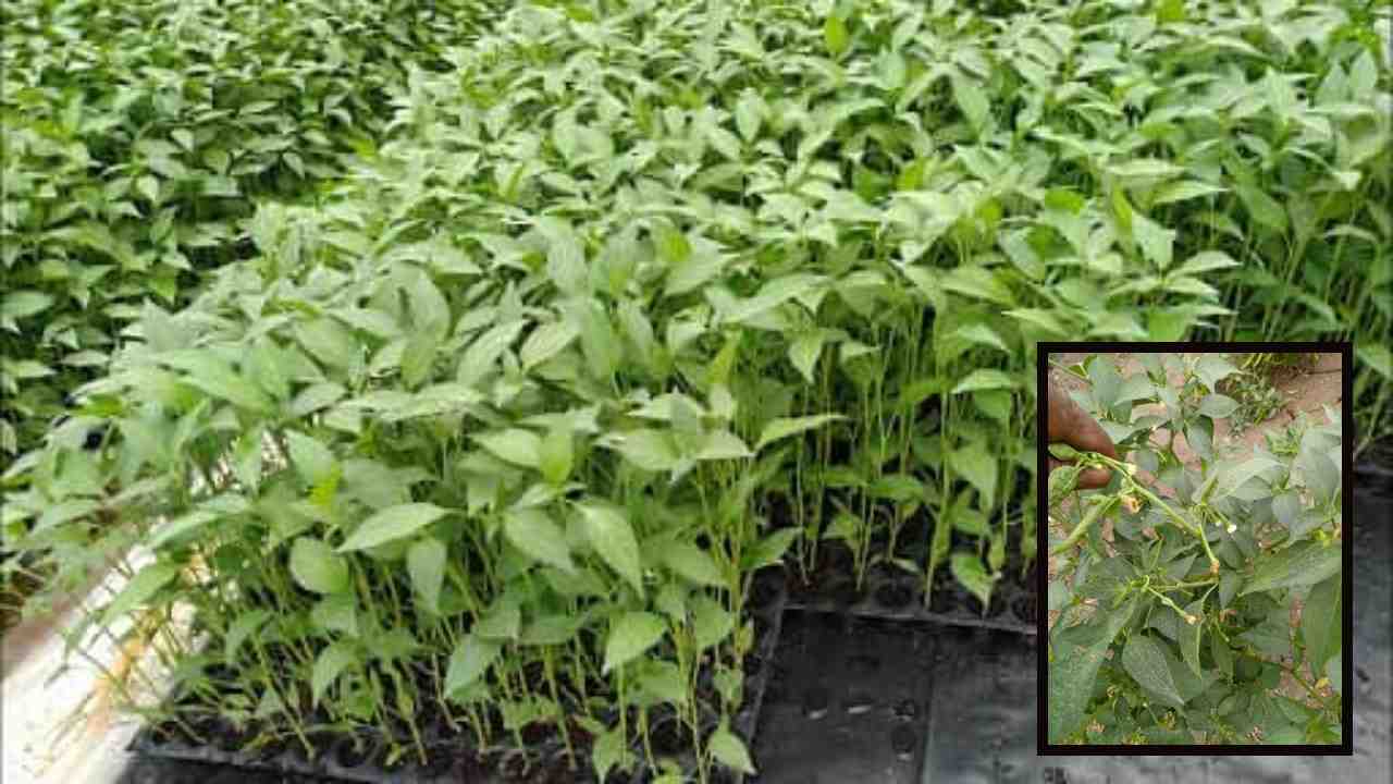 Chilli Crop : మిరపపంటను ఆశించి నష్టం కలిగించే నారుకుళ్లు తెగులు! నివారణ మార్గాలు Chilli Crop : మిరపపంటను ఆశించి నష్టం కలిగించే నారుకుళ్లు తెగులు! నివారణ మార్గాలు