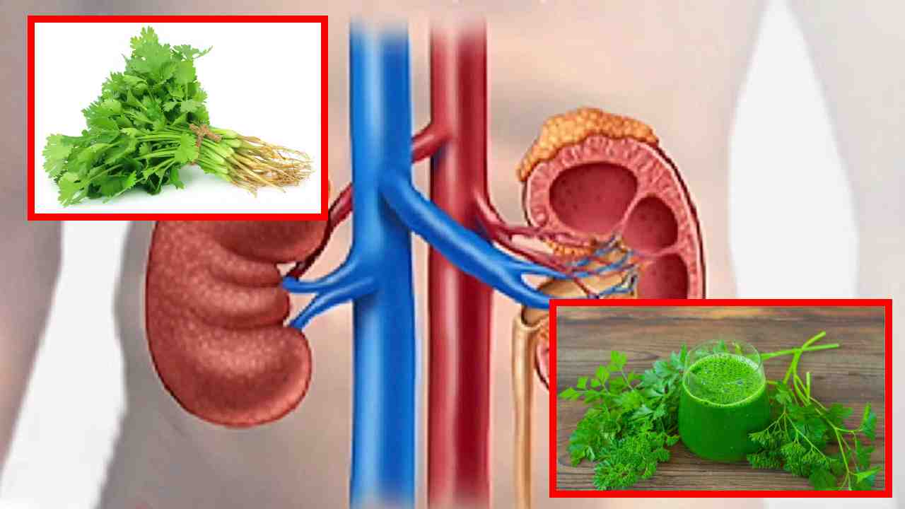 Coriander Leaves : మూత్రపిండాలను శుభ్రపరచటంలో సహాయపడే కొత్తిమీర కషాయం! Coriander Leaves : మూత్రపిండాలను శుభ్రపరచటంలో సహాయపడే కొత్తిమీర కషాయం!