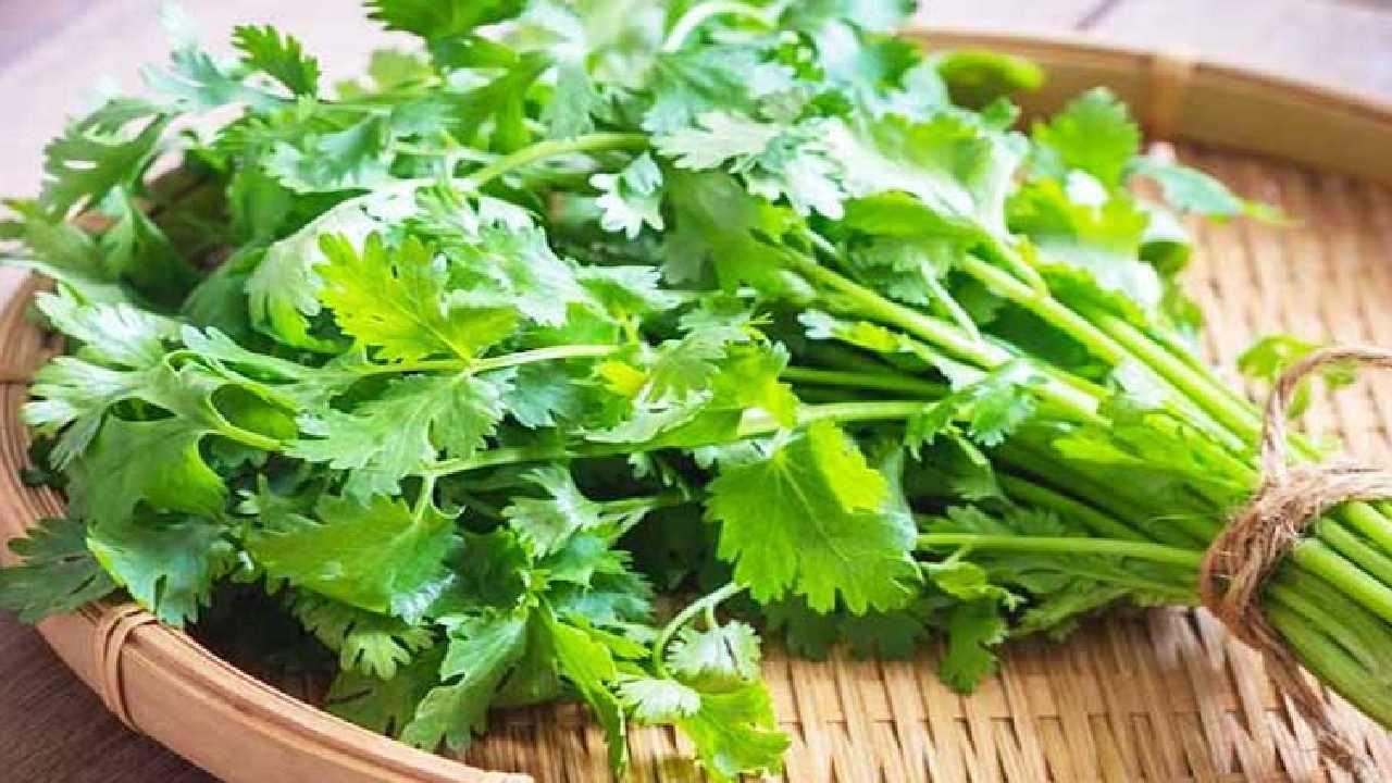 Coriandrum Prices: భారీగా పెరిగిన కొత్తిమీర ధర.. కిలో ఏకంగా రూ.400 పలుకుతున్న వైనం Coriandrum Prices: భారీగా పెరిగిన కొత్తిమీర ధర.. కిలో ఏకంగా రూ.400 పలుకుతున్న వైనం