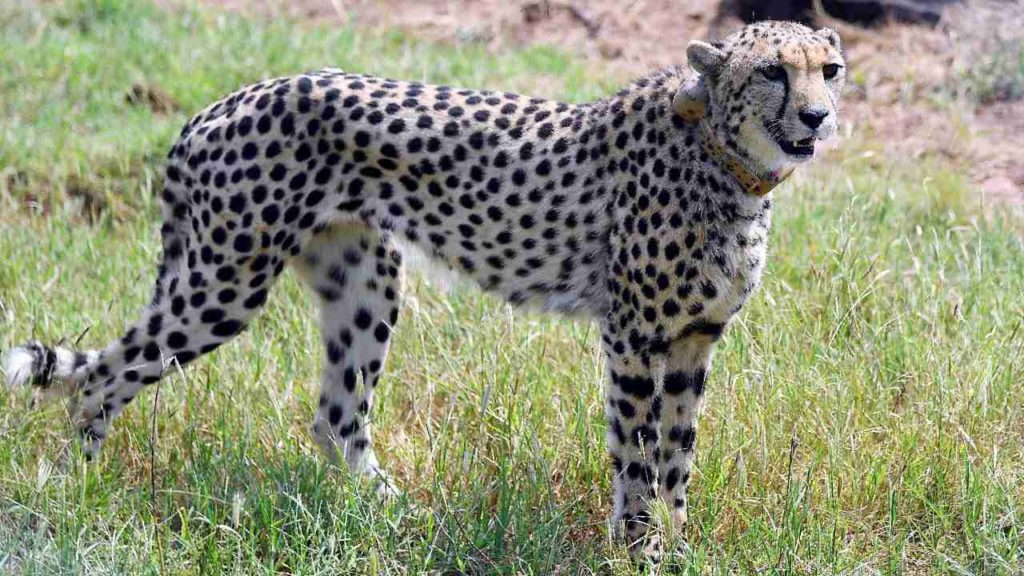 Deers For Cheetahs