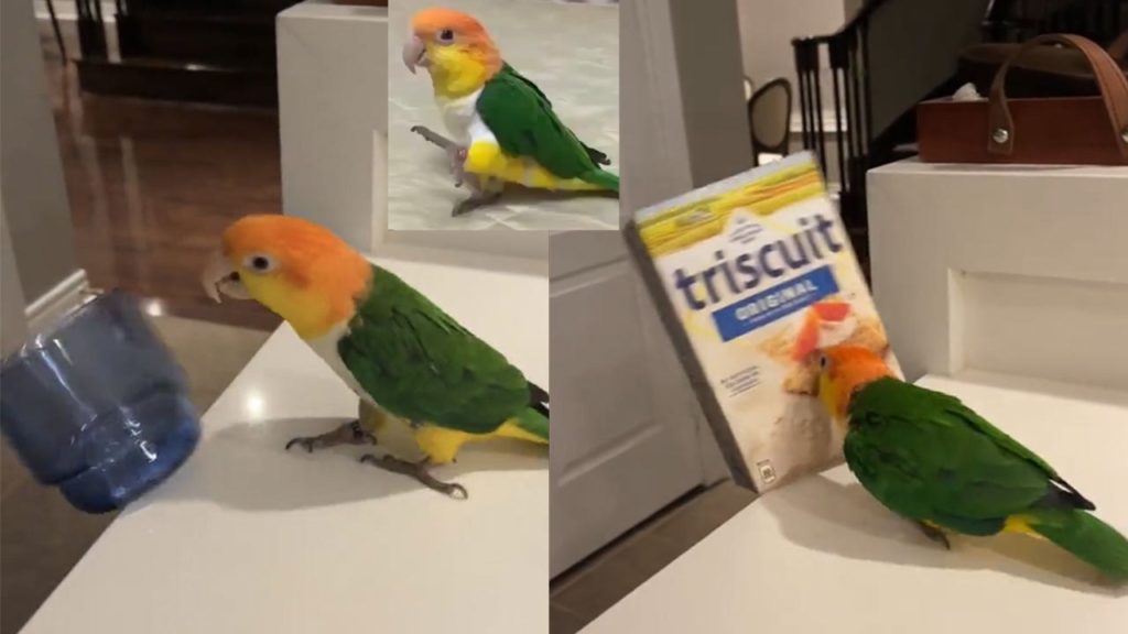 Funny parrot