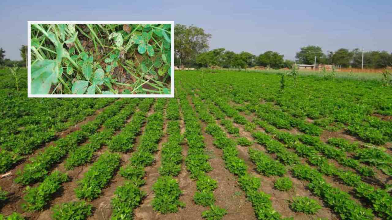 Groundnut Farming : వేరుశనగలో మొవ్వ కుళ్ళు తెగులు , నివారణ Groundnut Farming : వేరుశనగలో మొవ్వ కుళ్ళు తెగులు , నివారణ