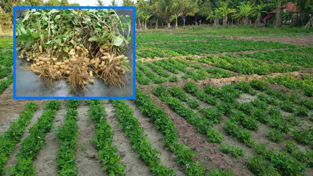 Groundnut farming