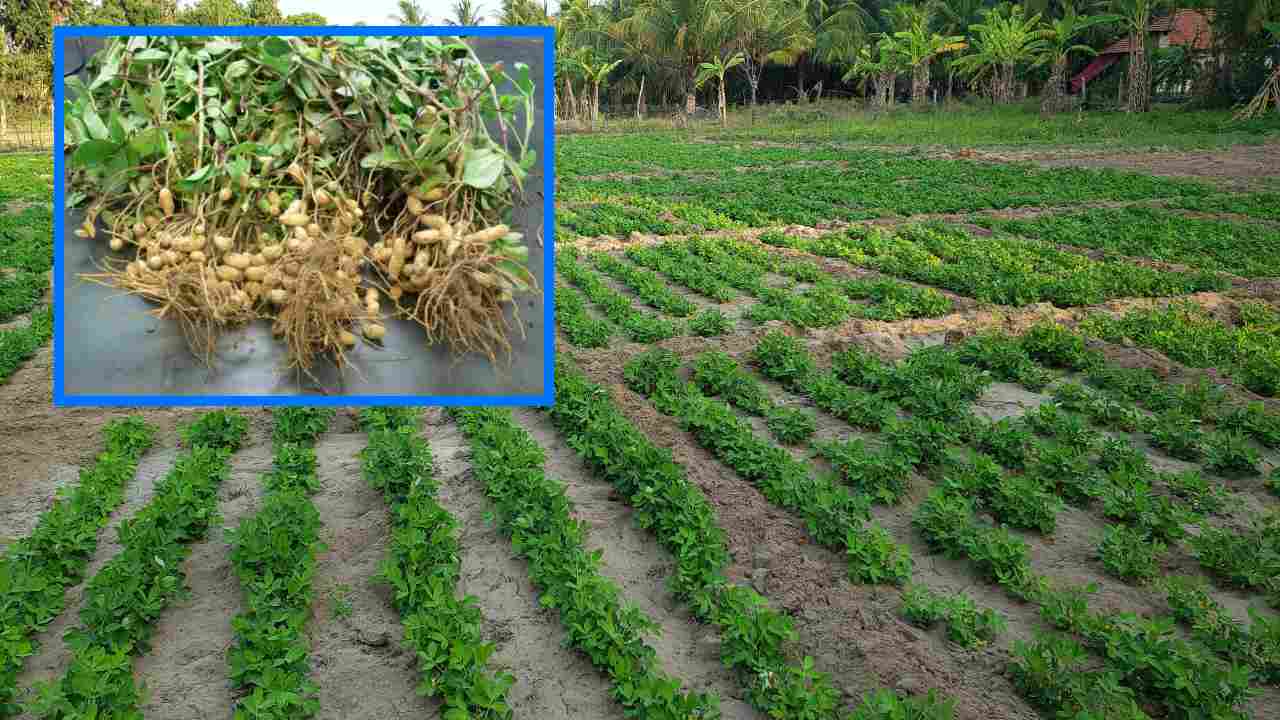 Groundnut Farming : వేరు శనగలో అధిక దిగుబడి సాధనకోసం విత్తనాల ఎంపికే కీలకం! Groundnut Farming : వేరు శనగలో అధిక దిగుబడి సాధనకోసం విత్తనాల ఎంపికే కీలకం!