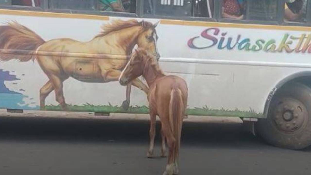Horse Running In Tamilnadu: అమ్మకోసం పరుగు..! బస్సుపై గుర్రం బొమ్మ.. తన తల్లే అనుకొని పరుగెత్తుకుంటూ వెళ్లిన పిల్ల గుర్రం.. వీడియో వైరల్ Horse Running In Tamilnadu: అమ్మకోసం పరుగు..! బస్సుపై గుర్రం బొమ్మ.. తన తల్లే అనుకొని పరుగెత్తుకుంటూ వెళ్లిన పిల్ల గుర్రం.. వీడియో వైరల్