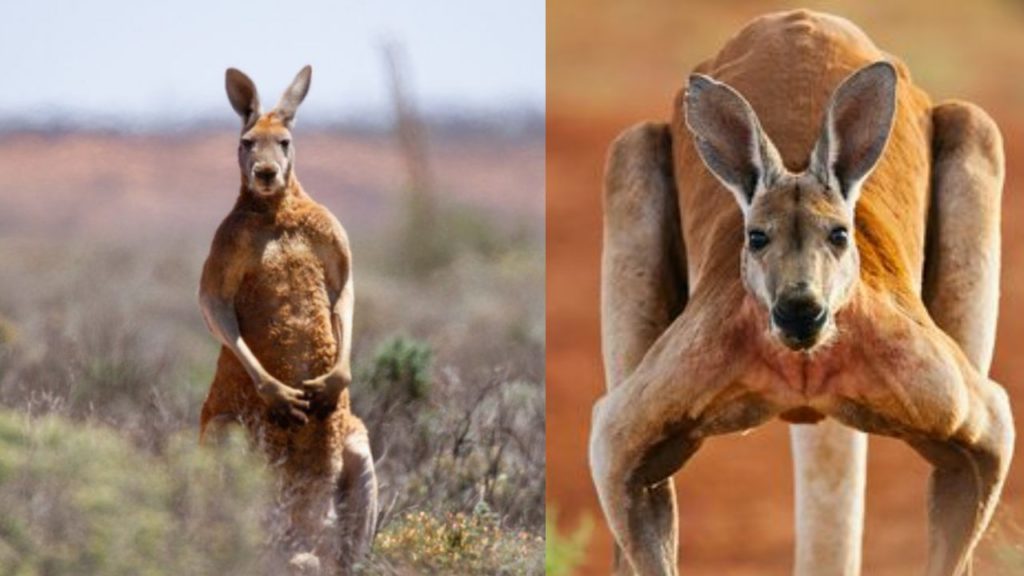 Kangaroo Kills 77-Year-Old Man