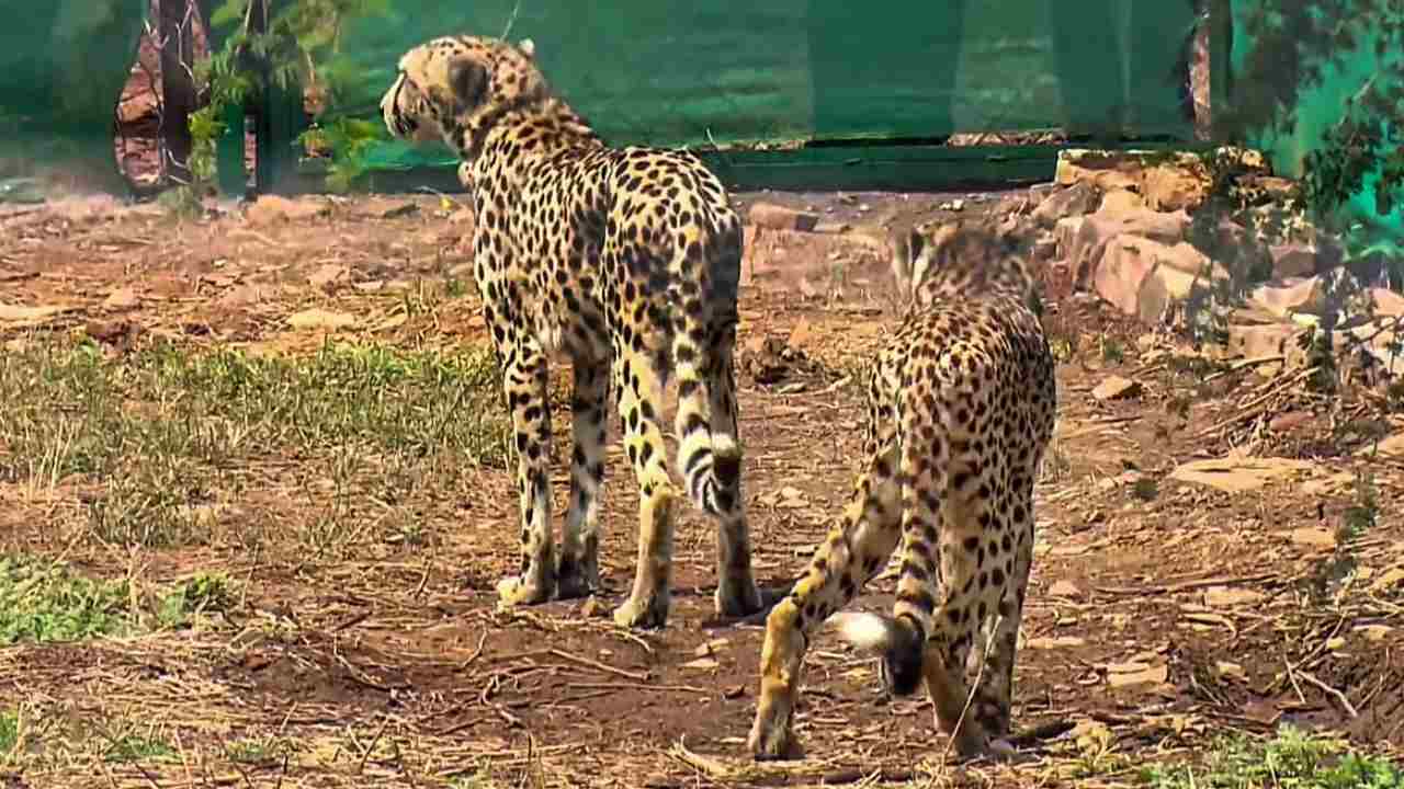 Kuno National Park: చీతాల రాకపై స్థానికుల్లో ఆందోళన.. తమ ఊళ్లు ఏమవుతాయోనని భయపడుతున్న ప్రజలు Kuno National Park: చీతాల రాకపై స్థానికుల్లో ఆందోళన.. తమ ఊళ్లు ఏమవుతాయోనని భయపడుతున్న ప్రజలు