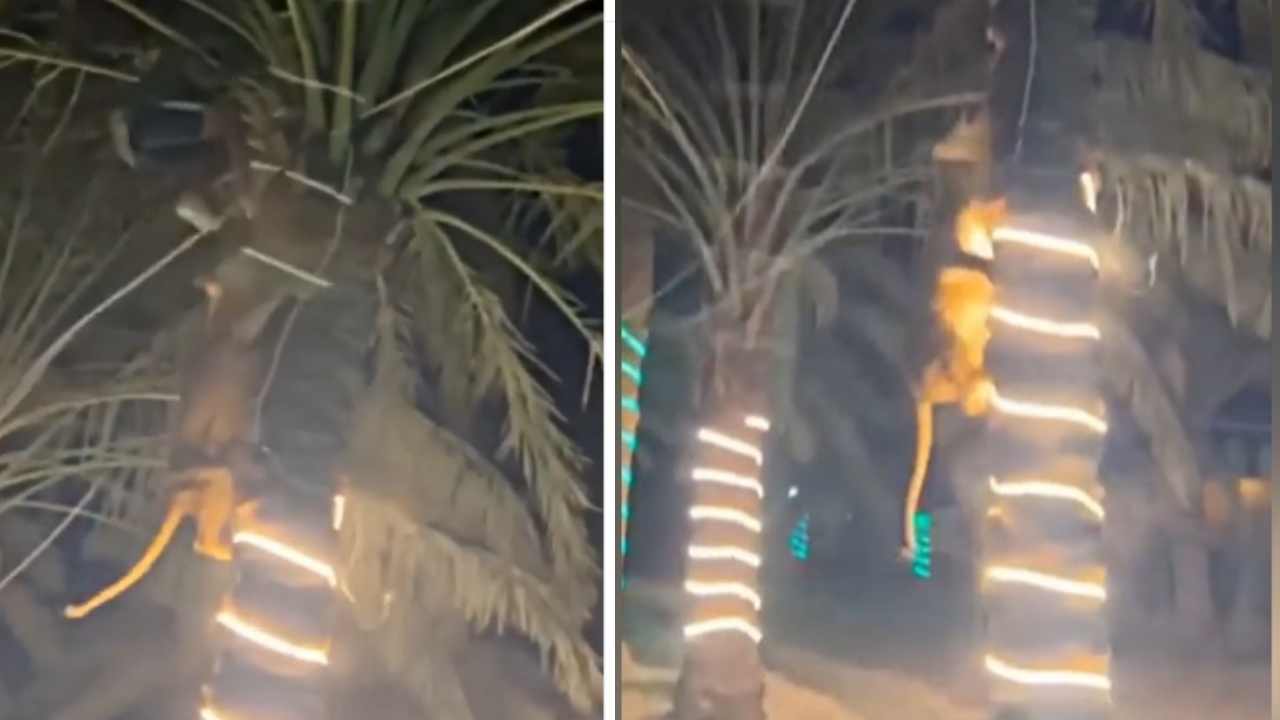 Viral Video: దీని దుంపతెగ..! పార్టీలోకి దూసుకొచ్చిన సింహం.. యువకుడు చెట్టెక్కినా వదల్లేదు.. Viral Video: దీని దుంపతెగ..! పార్టీలోకి దూసుకొచ్చిన సింహం.. యువకుడు చెట్టెక్కినా వదల్లేదు..