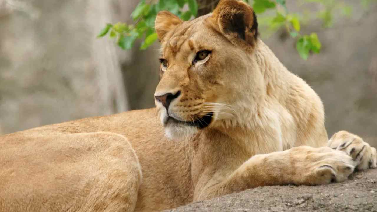 Lioness kills: బాలుడిని చంపేసిన ఆడసింహం.. బంధించేందుకు బోనులు ఏర్పాటు చేసిన అధికారులు Lioness kills: బాలుడిని చంపేసిన ఆడసింహం.. బంధించేందుకు బోనులు ఏర్పాటు చేసిన అధికారులు