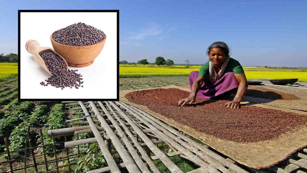 Benefits Of Mustard : రక్త ప్రసరణ వ్యవస్ధను మెరుగుపరిచి, ఊపిరితిత్తుల సమస్యలను తొలగించే ఆవాలు! అవాల్లో ఔషధ గుణాలు తెలిస్తే? Benefits Of Mustard : రక్త ప్రసరణ వ్యవస్ధను మెరుగుపరిచి, ఊపిరితిత్తుల సమస్యలను తొలగించే ఆవాలు! అవాల్లో ఔషధ గుణాలు తెలిస్తే?