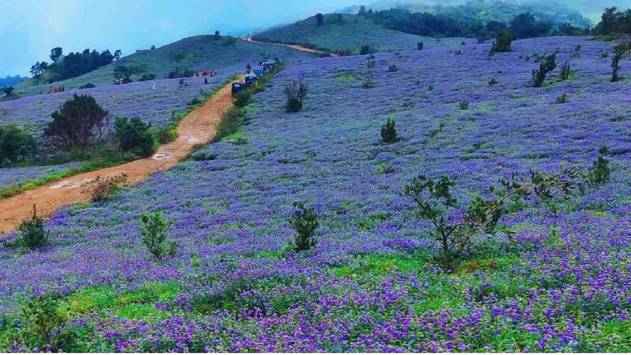 Neelakurinji Flowers: పన్నెండేళ్లకు విరబూసిన నీలకురింజి పూలు.. అరుదైన దృశ్యాల్ని చూసి పులకిస్తున్న సందర్శకులు.. ఫొటోలు వైరల్ Neelakurinji Flowers: పన్నెండేళ్లకు విరబూసిన నీలకురింజి పూలు.. అరుదైన దృశ్యాల్ని చూసి పులకిస్తున్న సందర్శకులు.. ఫొటోలు వైరల్