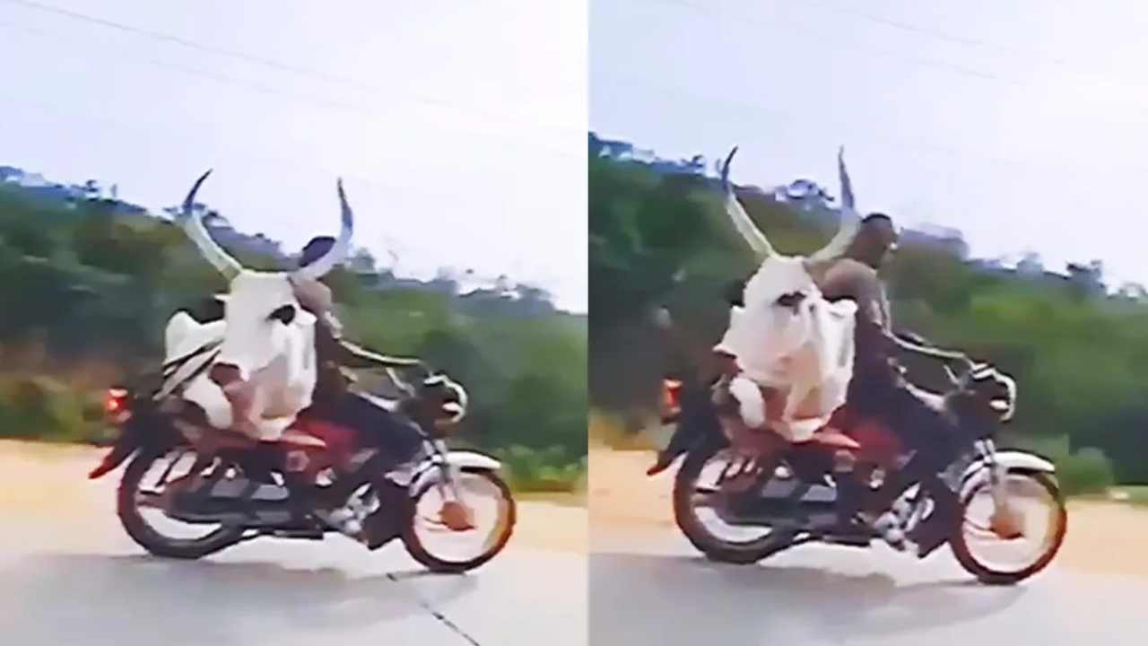 Ox On Bike: ఎంత చక్కగా కూర్చుందో..! బైక్పై ఎద్దును తీసుకెళ్లిన వ్యక్తి.. నెట్టింట్లో హల్చల్ చేస్తున్న వీడియో Ox On Bike: ఎంత చక్కగా కూర్చుందో..! బైక్పై ఎద్దును తీసుకెళ్లిన వ్యక్తి.. నెట్టింట్లో హల్చల్ చేస్తున్న వీడియో