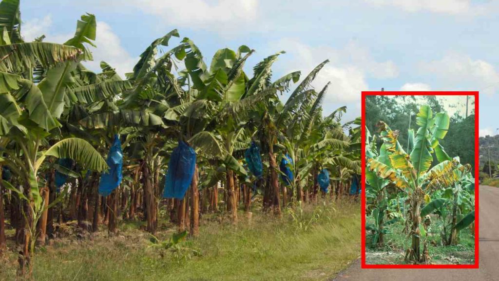 Panama pest that damages banana plantations