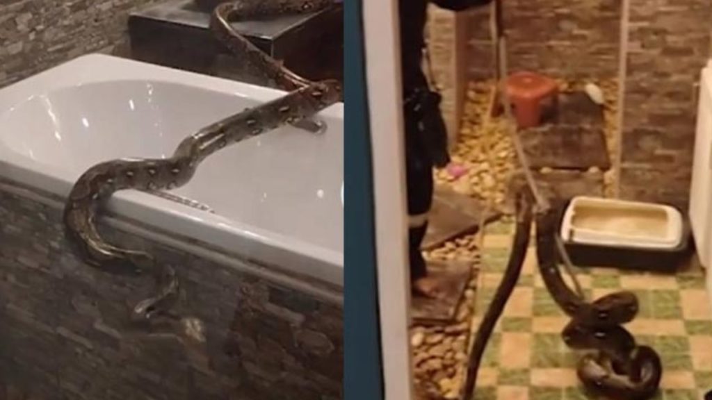 Python In Women Bathroom