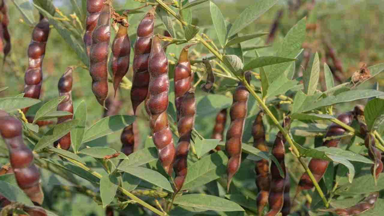 Red Gram Husk: కంది పొట్టులో పాలకంటే ఆరు రెట్లు ఎక్కువ కాల్షియం .. ఆసక్తికర విషయాలు వెల్లడించిన ఇక్రిశాట్ పరిశోధకులు Red Gram Husk: కంది పొట్టులో పాలకంటే ఆరు రెట్లు ఎక్కువ కాల్షియం .. ఆసక్తికర విషయాలు వెల్లడించిన ఇక్రిశాట్ పరిశోధకులు