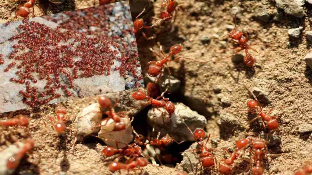Red crazy Ants invasion forces people to flee from Odisha village