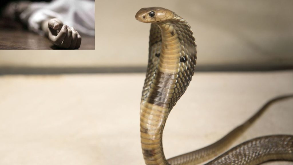 Snake Catcher Died Of Cobra Bite