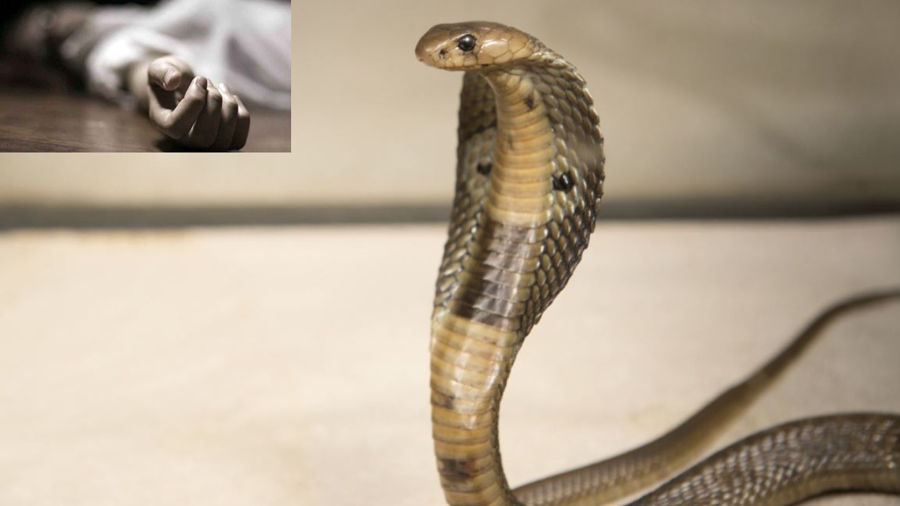 Snake Catcher Died Of Cobra Bite : 20 ఏళ్లుగా పాములు పట్టాడు.. చివరికి పాము కాటుకే.. Snake Catcher Died Of Cobra Bite : 20 ఏళ్లుగా పాములు పట్టాడు.. చివరికి పాము కాటుకే..