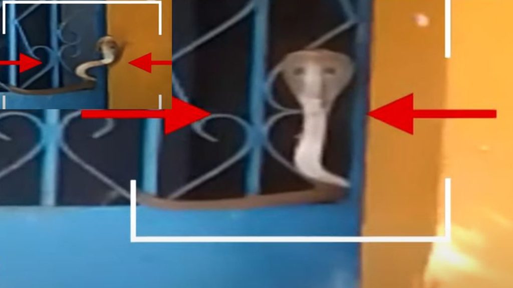 Snake In Government School