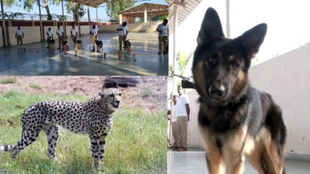 Sniffer Dogs To Protect Cheetahs