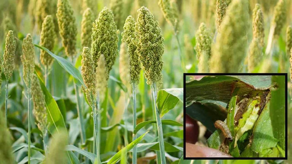 Sorghum Insect Pests
