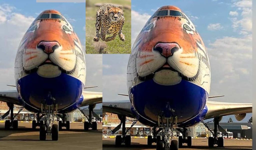 Specially customised tiger-faced B747 jumbo jet