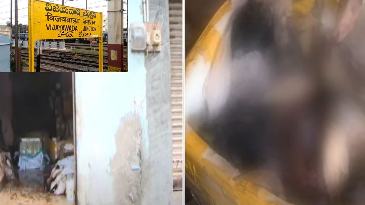 Stored And Rotten Chicken, Mutton : విజయవాడలో నిల్వ ఉంచిన, కుళ్లిన చికెన్-మటన్ అమ్ముతున్న వ్యాపారులు Stored And Rotten Chicken, Mutton : విజయవాడలో నిల్వ ఉంచిన, కుళ్లిన చికెన్-మటన్ అమ్ముతున్న వ్యాపారులు