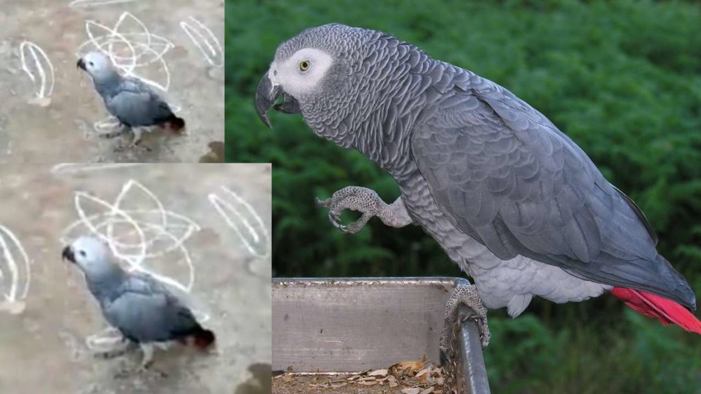 Talking African gray parrot