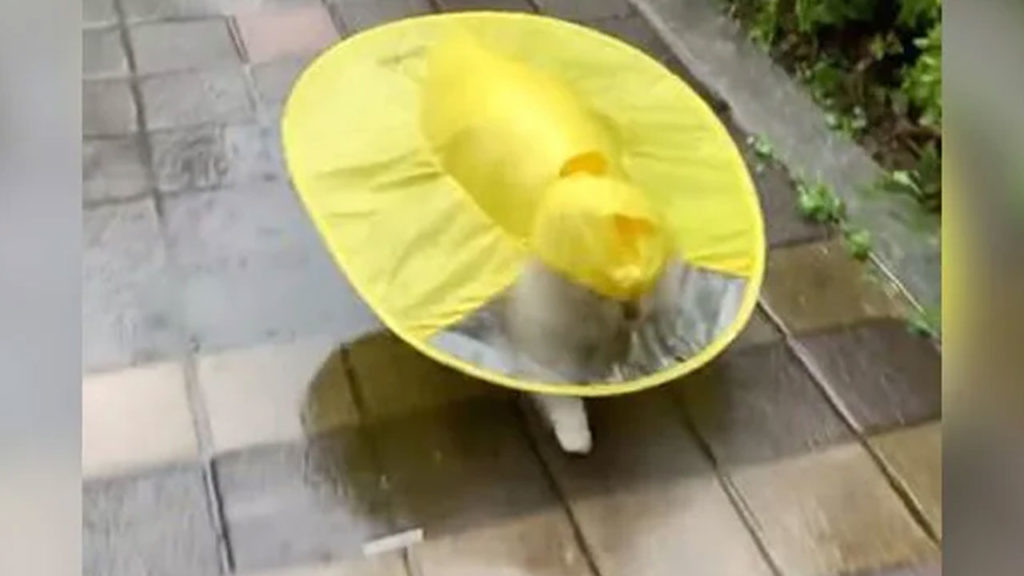 Dog Runs Around Building Wearing Yellow Raincoat