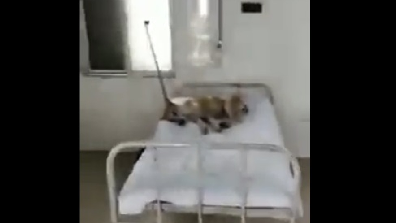 Video of dog: ఆసుపత్రిలోని బెడ్పై దర్జాగా పడుకున్న కుక్క.. రోగులకేమో బెడ్లు లేవని కాంగ్రెస్ విమర్శలు Video of dog: ఆసుపత్రిలోని బెడ్పై దర్జాగా పడుకున్న కుక్క.. రోగులకేమో బెడ్లు లేవని కాంగ్రెస్ విమర్శలు