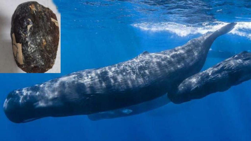 Whale vomit Amber Greece