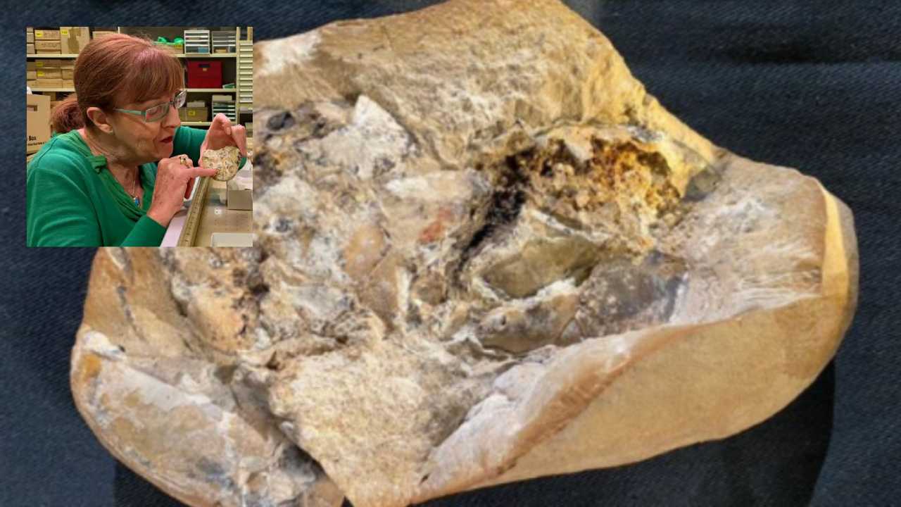 World oldest Heart : 38 కోట్ల ఏళ్లనాటి నాటి చేప గుండెను కనుగొన్న శాస్త్రవేత్తలు World oldest Heart : 38 కోట్ల ఏళ్లనాటి నాటి చేప గుండెను కనుగొన్న శాస్త్రవేత్తలు