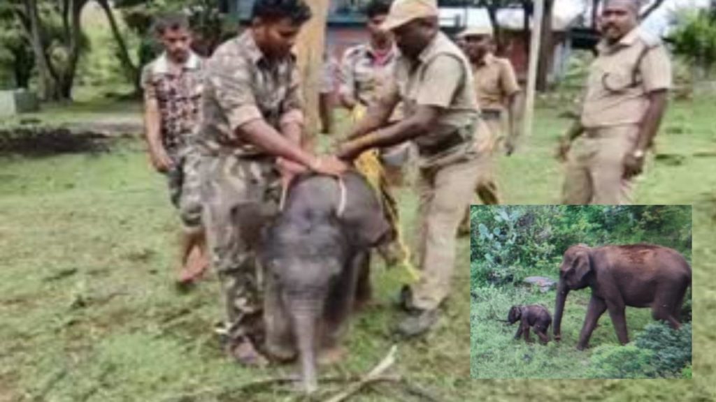 baby elephant reunited with mother elephant after 65 hour struggle in nilagiri