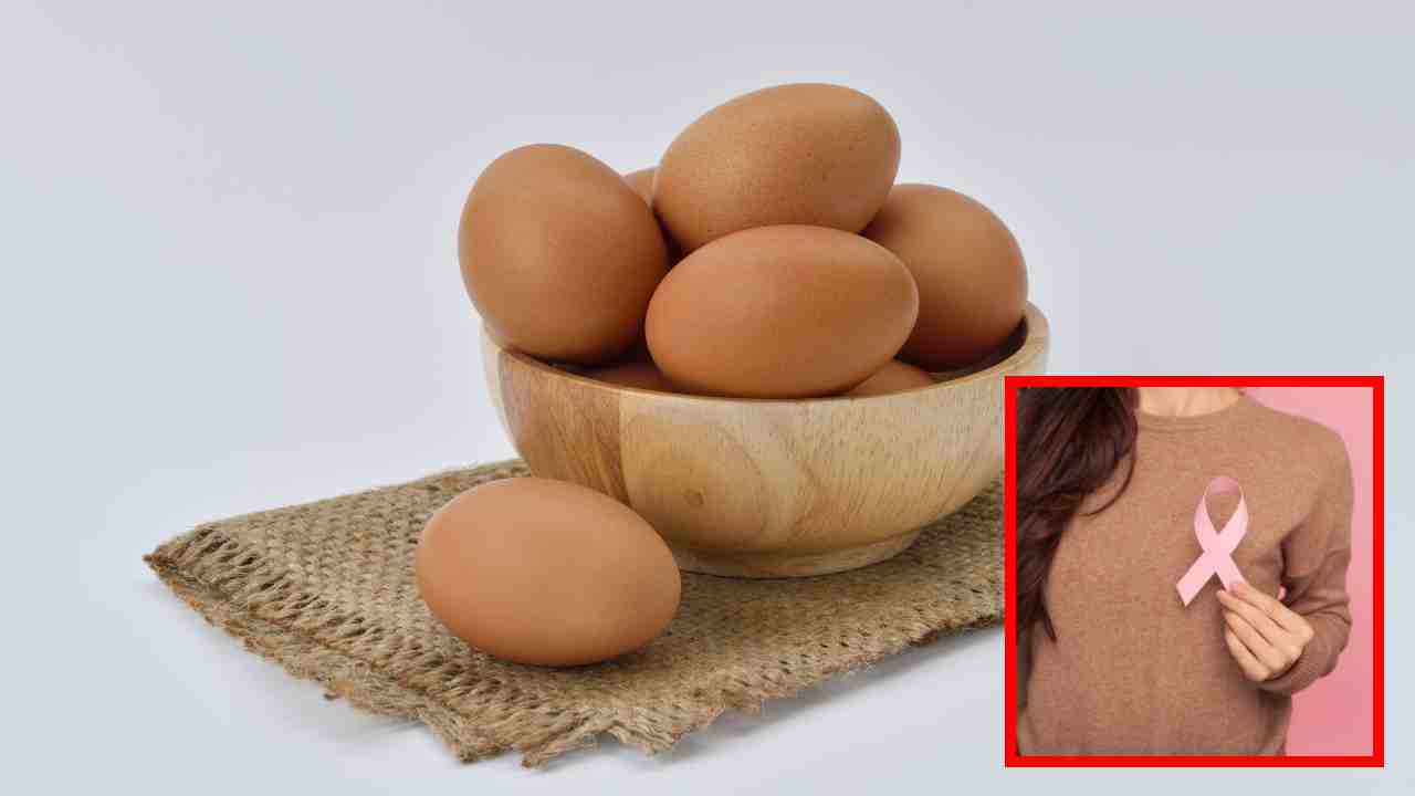 Breast Cancer : మహిళల్లో రొమ్ము క్యాన్సర్ రాకుండా కాపాడే గుడ్డు! Breast Cancer : మహిళల్లో రొమ్ము క్యాన్సర్ రాకుండా కాపాడే గుడ్డు!