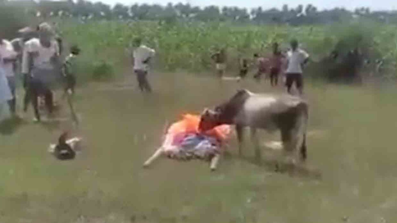 Calf Tearful Farewell Owner Dead Body : శ్మశానానికి వెళ్లి మరణించిన యజమానికి దూడ కన్నీటి వీడ్కోలు.. అంత్యక్రియలు పూర్తయ్యే వరకు అక్కడే.. Calf Tearful Farewell Owner Dead Body : శ్మశానానికి వెళ్లి మరణించిన యజమానికి దూడ కన్నీటి వీడ్కోలు.. అంత్యక్రియలు పూర్తయ్యే వరకు అక్కడే..