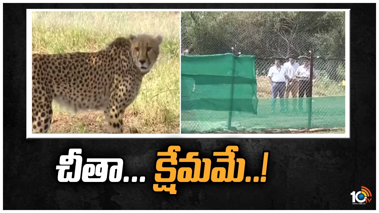 Cheetahs in kuno national park: చీతా… క్షేమమే..!