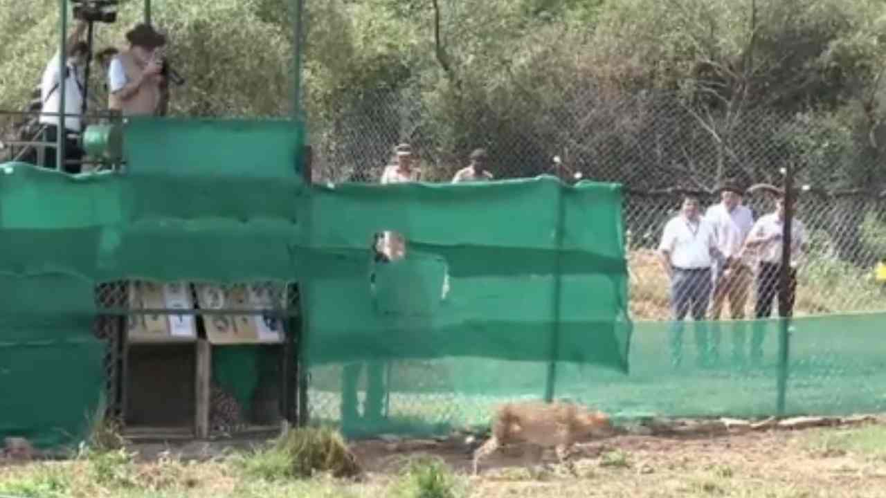Cheetahs Releases: చీతాలను కునో నేషనల్ పార్కులోని ఎన్‌క్లోజర్‌లోకి విడుదల చేసిన ప్రధాని.. గ్యాలరీ