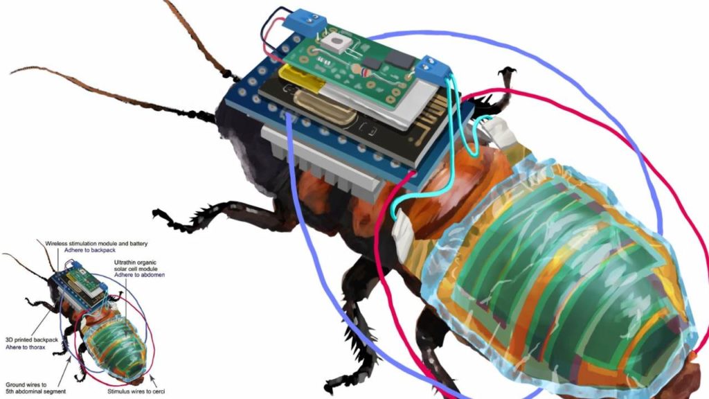 cyborg cockroach Japan