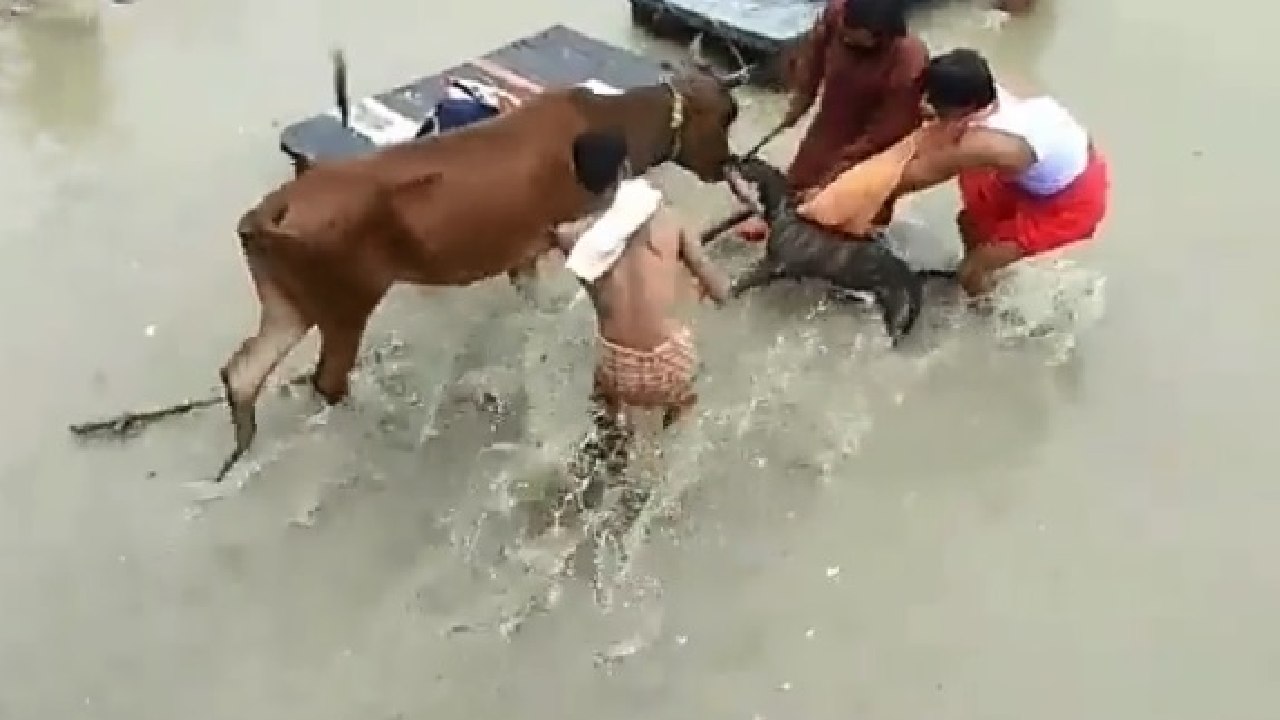 Cow-Dog Viral video: ఆవు మూతిని నోటితో పట్టేసిన కుక్క.. విడిపించడానికి అష్టకష్టాలు పడ్డ స్థానికులు Cow-Dog Viral video: ఆవు మూతిని నోటితో పట్టేసిన కుక్క.. విడిపించడానికి అష్టకష్టాలు పడ్డ స్థానికులు