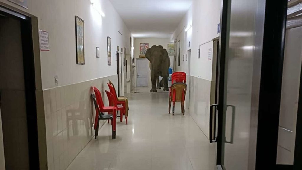 Elephants Video Viral