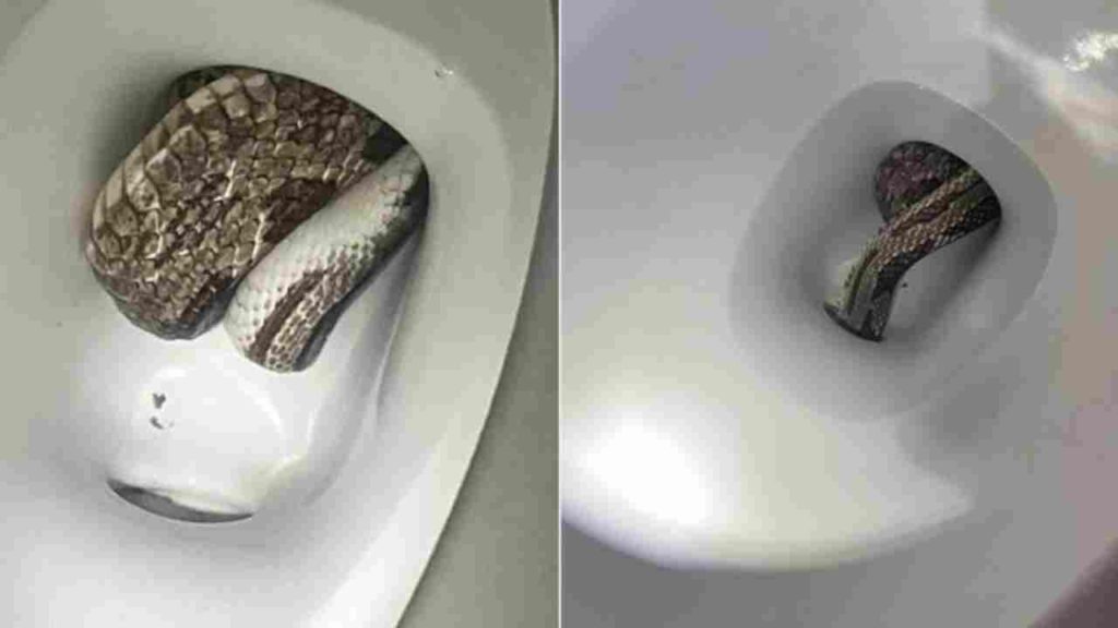 gray rat snake from toilet