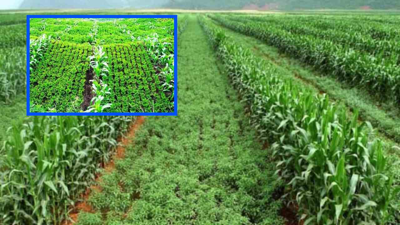 Intercropping : మిశ్రమ పంటల సాగుతో భూసార పరిరక్షణతోపాటు, చీడపీడల నుండి పంటల రక్షణ సాధ్యమేనా? Intercropping : మిశ్రమ పంటల సాగుతో భూసార పరిరక్షణతోపాటు, చీడపీడల నుండి పంటల రక్షణ సాధ్యమేనా?