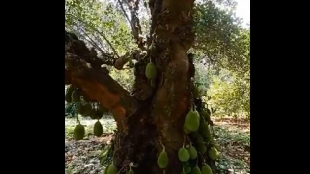200-Year-Old Jackfruit Tree
