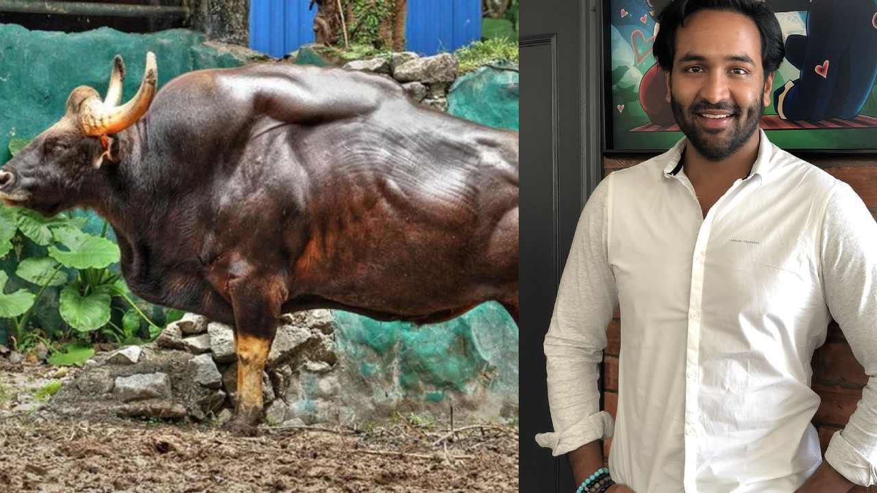 Manchu Vishnu : నేను పది పుషప్స్ చేశాక దున్నపోతులా ఊహించుకుంటాను.. ట్రోల్ అవుతున్న మంచు విష్ణు ట్వీట్.. Manchu Vishnu : నేను పది పుషప్స్ చేశాక దున్నపోతులా ఊహించుకుంటాను.. ట్రోల్ అవుతున్న మంచు విష్ణు ట్వీట్..