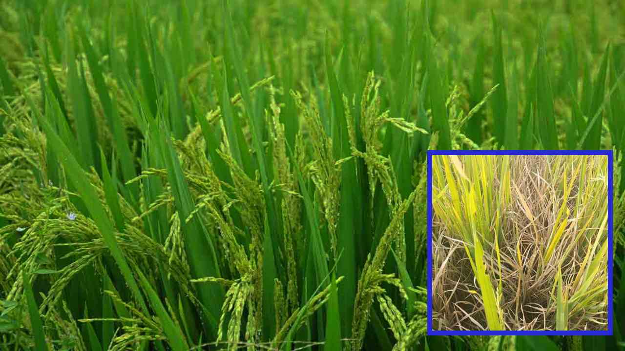 Paddy Pest Control : వరిపంటలో సుడి దోమ ఉదృతి! నివారించేందుకు సస్యరక్షణ చర్యలు Paddy Pest Control : వరిపంటలో సుడి దోమ ఉదృతి! నివారించేందుకు సస్యరక్షణ చర్యలు