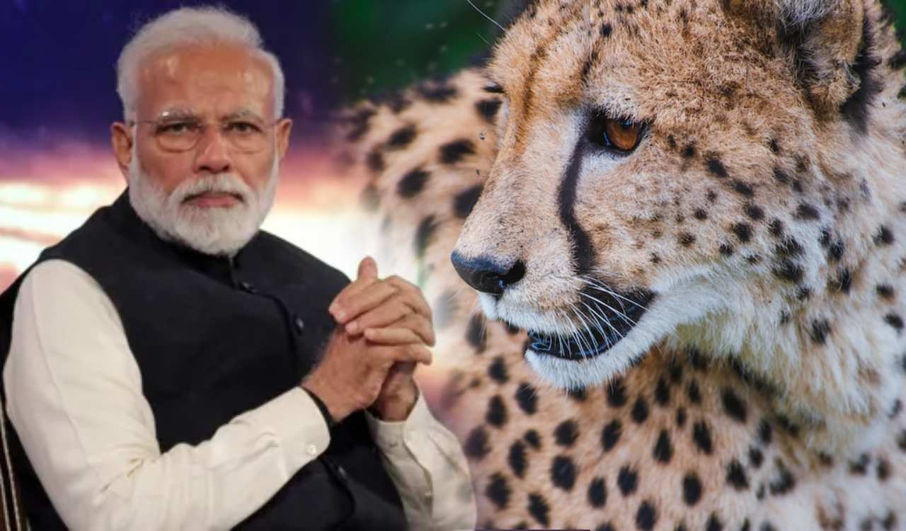 PM Modi birthday : సెప్టెంబరు 17 ప్రధాని పుట్టిన రోజు .. నమీబియా నుంచి వచ్చిన చీతాలను కునో నేషనల్ పార్క్లో విడుదల చేయనున్న మోడీ PM Modi birthday : సెప్టెంబరు 17 ప్రధాని పుట్టిన రోజు .. నమీబియా నుంచి వచ్చిన చీతాలను కునో నేషనల్ పార్క్లో విడుదల చేయనున్న మోడీ