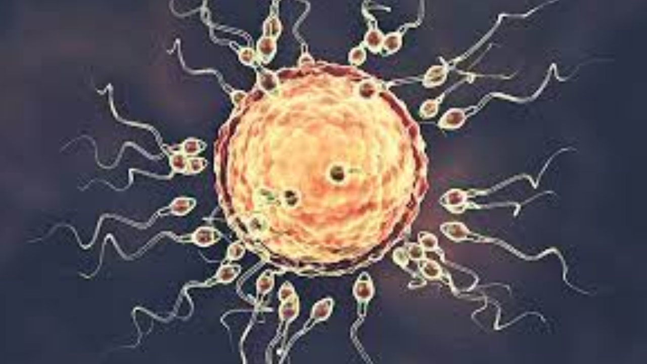 Protein Prevents Infertility : సంతానలేమి బాధితులకు గుడ్ న్యూస్..వంధ్యత్వాన్ని నివారించే ప్రొటీన్ ఆవిష్కరణ Protein Prevents Infertility : సంతానలేమి బాధితులకు గుడ్ న్యూస్..వంధ్యత్వాన్ని నివారించే ప్రొటీన్ ఆవిష్కరణ