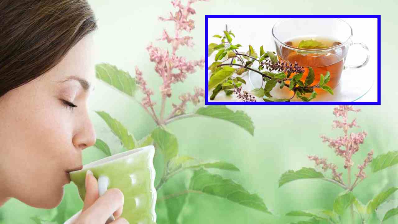Tulsi Water Benefits : వైరల్ ఫీవర్, సీజనల్ వ్యాధులు దరిచేరకుండా కాపాడే తులసి నీరు ! ఉదయాన్నే పరగడుపున తాగితే? Tulsi Water Benefits : వైరల్ ఫీవర్, సీజనల్ వ్యాధులు దరిచేరకుండా కాపాడే తులసి నీరు ! ఉదయాన్నే పరగడుపున తాగితే?